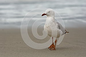 Red-billed Gull - Chroicocephalus scopulinus - in maori tarapunga, also known as the mackerel gull, is a native of New Zealand