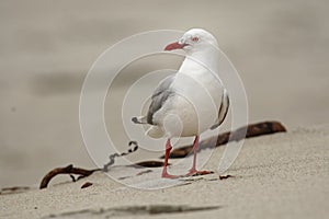 Red-billed Gull - Chroicocephalus scopulinus - in maori tarapunga, also known as the mackerel gull, is a native of New Zealand