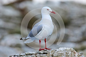 Red-billed gull on the coast of Kaikoura peninsula, South Island, New Zealand