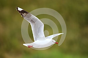 Red-billed gull in flight