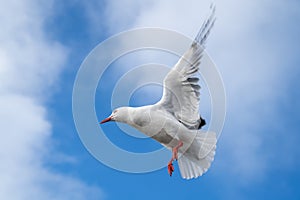 Red-billed gull flying with blue sky and cloud at Christchurch, New Zealand