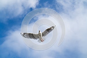 Red-billed gull flying with blue sky and cloud at Christchurch, New Zealand