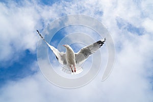 Red-billed gull flying with blue sky and cloud at Christchurch, New Zealand