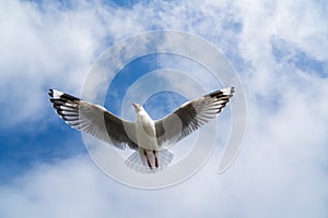 Red-billed gull flying with blue sky and cloud at Christchurch, New Zealand