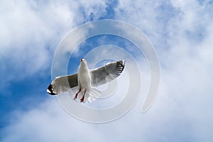 Red-billed gull flying with blue sky and cloud at Christchurch, New Zealand