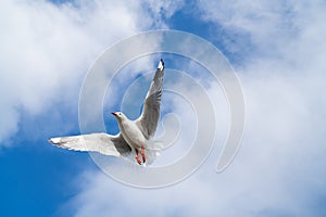 Red-billed gull flying with blue sky and cloud at Christchurch, New Zealand