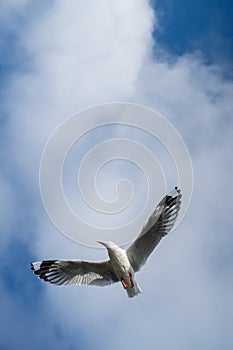 Red-billed gull flying with blue sky and cloud at Christchurch, New Zealand