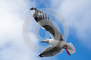 Red-billed gull flying with blue sky and cloud at Christchurch, New Zealand