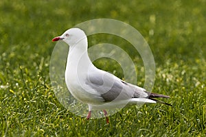 Red-billed Gull foraging in green grass