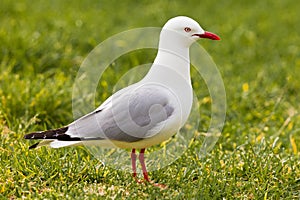 Red-billed Gull foraging in green grass