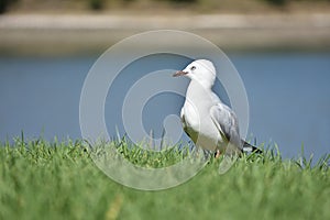 Red-billed gull on green grass