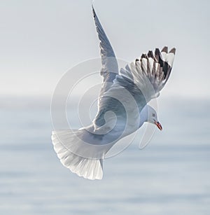 A Red Billed Gull Hovering Above Pale Out of Focus Ocean