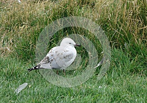 Red-billed Gull juvenil at Otago peninsula New Zealand photo