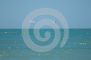 Red billed gull Larus novaehollandiae scopulinus chasing a white fronted tern Sterna striata.