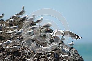 Red billed gull Larus novaehollandiae scopulinus in flight and white fronted terns Sterna striata.