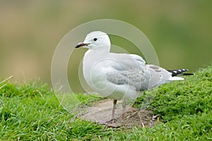 Red-billed Gull portrait in Otago