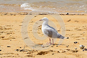Red-billed Gull on a sandy beach