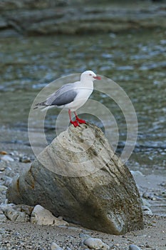 Red-billed gull sitting on a rock