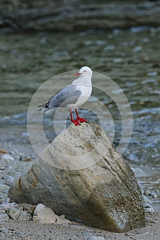 Red-billed gull sitting on a rock