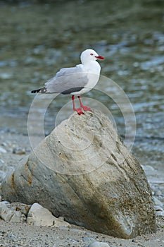 Red-billed gull sitting on a rock