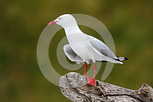 Red-billed gull sitting on a tree branch