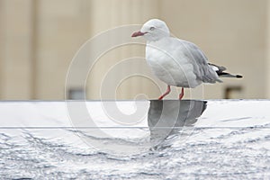Red-billed Gull in urban environment