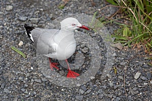 A Red-billed Gull walking across some gravel