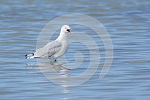 Red-billed Gull yelling in shallow water