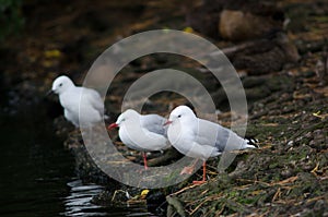 Red-billed gulls Chroicocephalus novaehollandiae scopulinus.