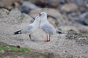 Red-billed gulls Chroicocephalus novaehollandiae scopulinus.