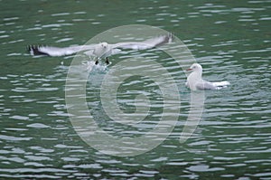 Red-billed gulls Chroicocephalus novaehollandiae scopulinus.