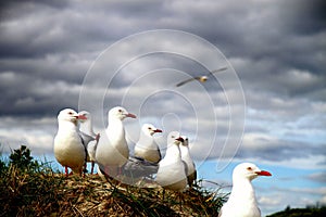 Red-billed gulls (Chroicocephalus novaehollandiae scopulinus) on a ground on a cloudy sky background
