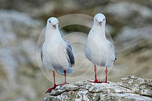 Red-billed gulls on the coast of Kaikoura peninsula, South Island, New Zealand