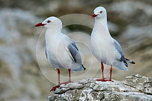 Red-billed gulls on the coast of Kaikoura peninsula, South Island, New Zealand