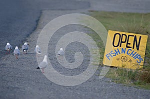 Red billed gulls Larus novaehollandiae scopulinus next to the sign at a restaurant.