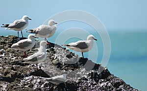 Red billed gulls Larus novaehollandiae scopulinus and white fronted tern Sterna striata.