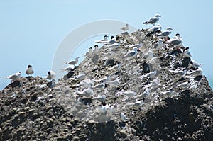 Red billed gulls Larus novaehollandiae scopulinus and white fronted terns Sterna striata.