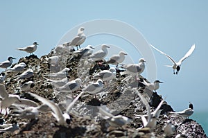 Red billed gulls Larus novaehollandiae scopulinus and white fronted terns Sterna striata.