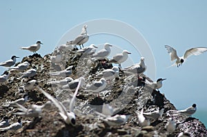 Red billed gulls Larus novaehollandiae scopulinus and white fronted terns Sterna striata.