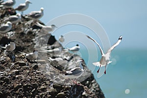 Red billed gulls Larus novaehollandiae scopulinus and white fronted terns Sterna striata.