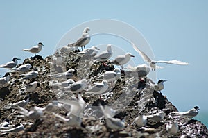 Red billed gulls Larus novaehollandiae scopulinus and white fronted terns Sterna striata.