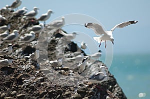 Red billed gulls Larus novaehollandiae scopulinus and white fronted terns Sterna striata.