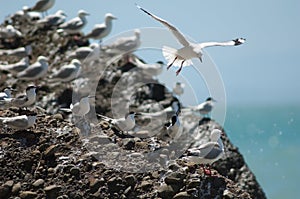 Red billed gulls Larus novaehollandiae scopulinus and white fronted terns Sterna striata.