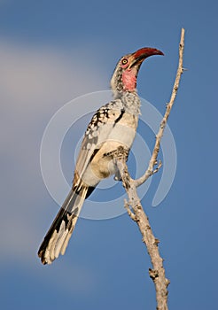 Red-billed hornbill