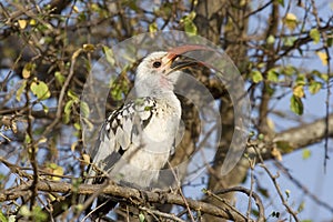 Red-billed Hornbill photo