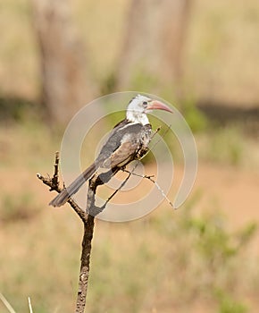 Red-Billed Hornbill