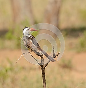 Red-Billed Hornbill