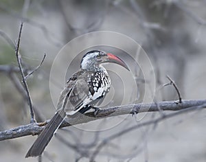 Red-billed Hornbill