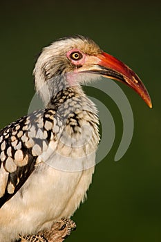 Red-billed hornbill