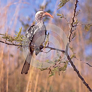 Red-Billed Hornbill